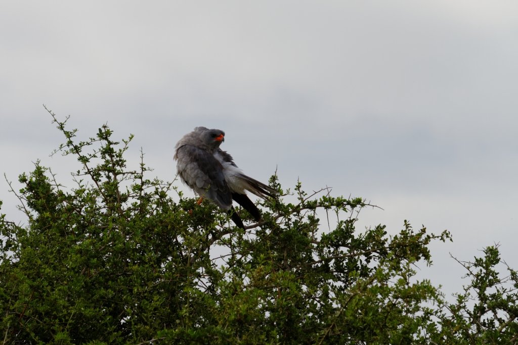 06 - Addo Elephant NP (22).jpg